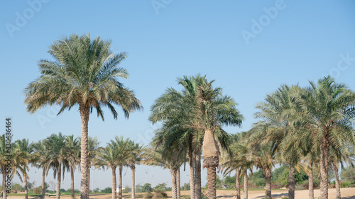Plantation of date palms. Tropical agriculture industry in the Middle East. © MSM