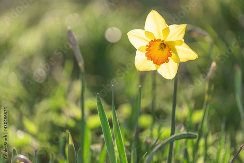 One yellow narcissus in garden in back light with blurred background. Close up. photo