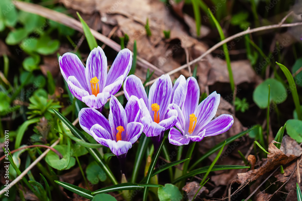 Picturesque purple crocuses bloom close-up in grass of lawn. Natural spring background, greeting card Picturesque purple crocuses bloom close-up in grass of lawn. Natural spring background, greeting card