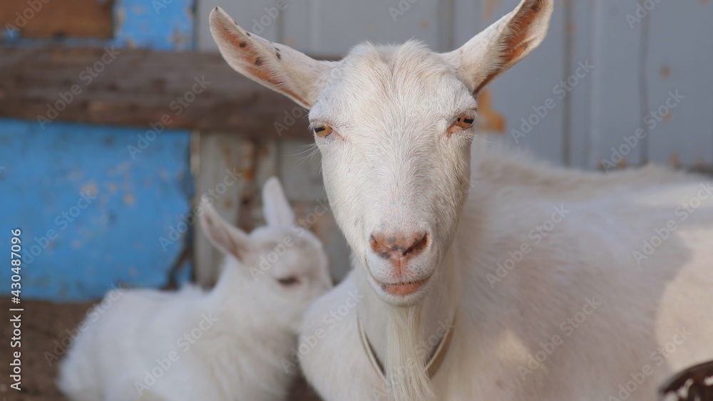 A white goat mother lies next to her cub.