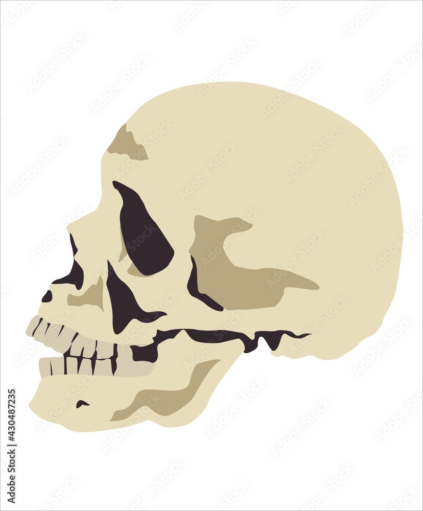 Dibujo de una calavera humana Dibujo de una calavera humana