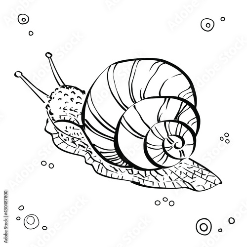 Grape Snail. Hand drawn graphic illustration of Snail. Black and white. Vector 