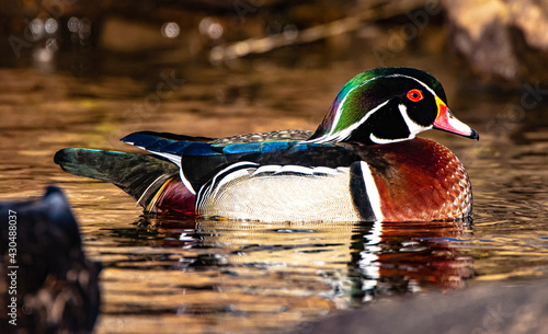 wood duck in the river