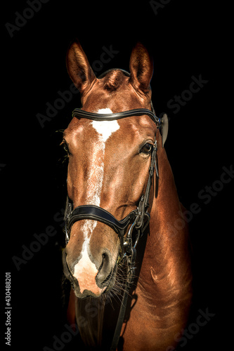 Horse Portraits Luxury Equine Beautiful Black Background