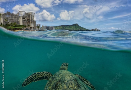 Schilderij op canvas Swimming with Hawaiian Green Sea Turtles in Waikiki
