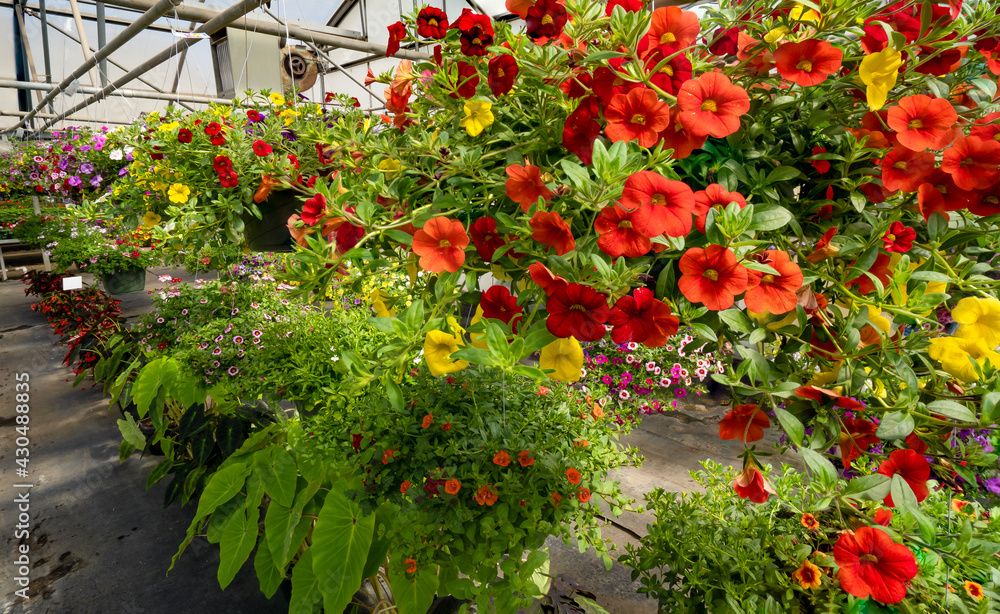 Fototapeta premium Hanging flower baskets in a nursery greenhouse near Woodburn Oregon.