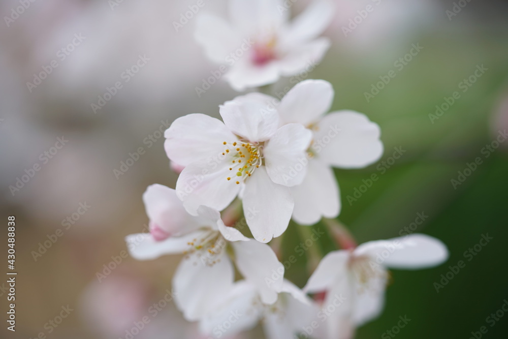 South Korea, Seoul, Jangji-dong, cherry blossoms, 한국, 서울, 장지동, 벚꽃 South Korea, Seoul, Jangji-dong, cherry blossoms, 한국, 서울, 장지동, 벚꽃