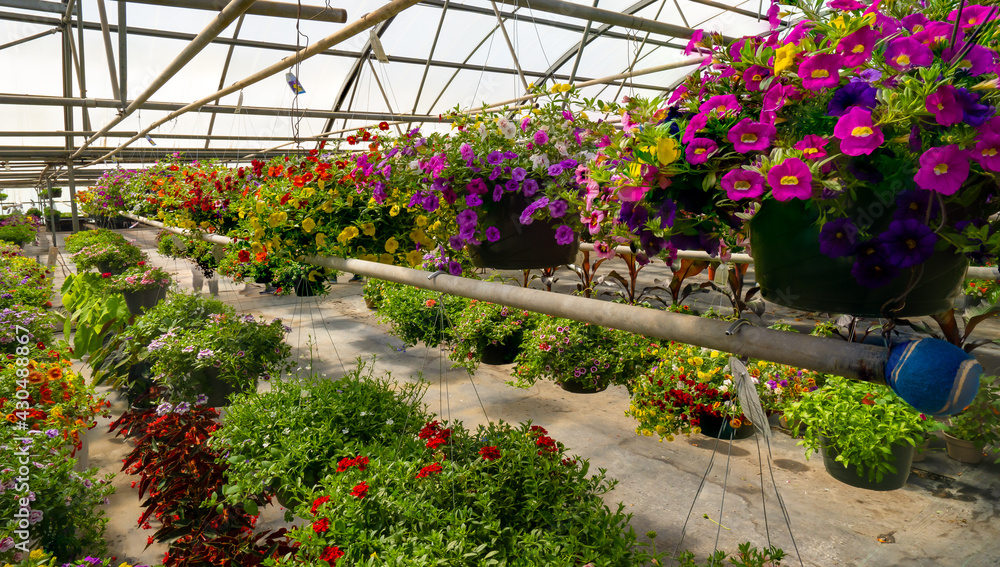 Fototapeta premium Hanging flower baskets in a nursery greenhouse near Woodburn Oregon.