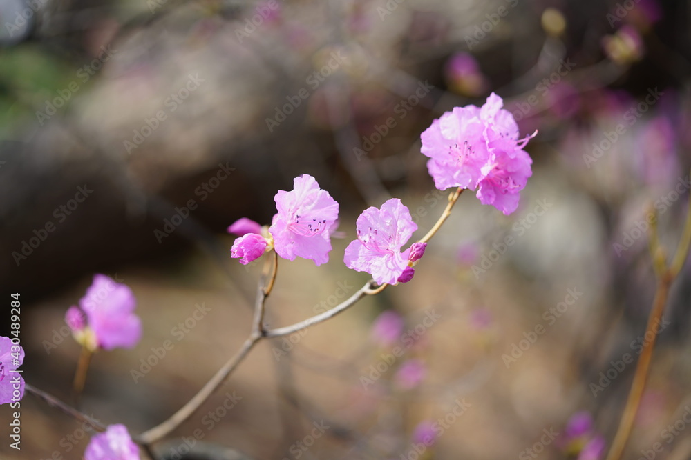 Obraz premium South Korea, Seoul, Olympic Park, azalea, macro, 한국, 서울, 올림픽공원, 진달래 