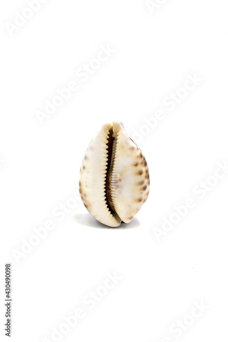 Isolated photo of a large cowry shell