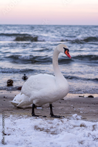 Swan at the Polish seaside
