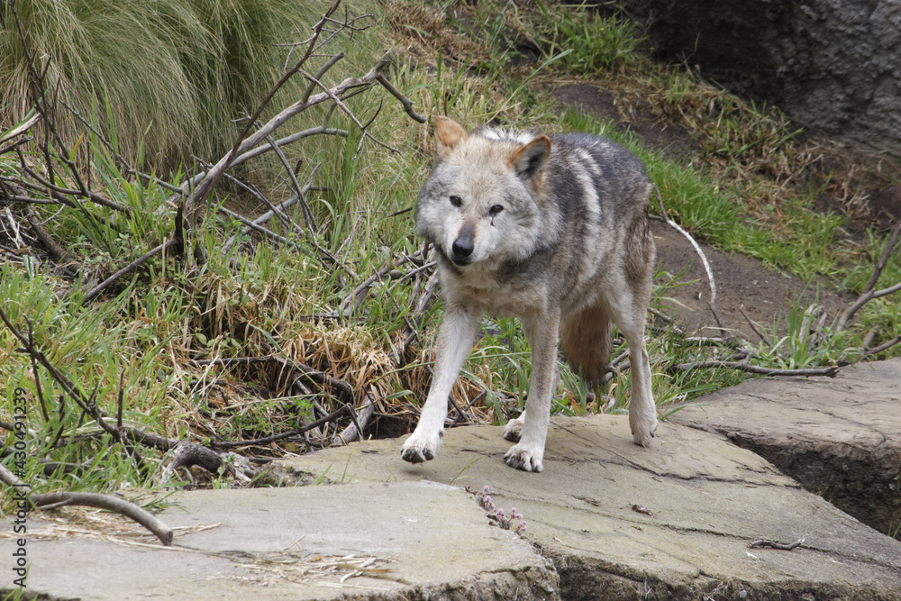 Obraz premium Mexican Gray Wolf.