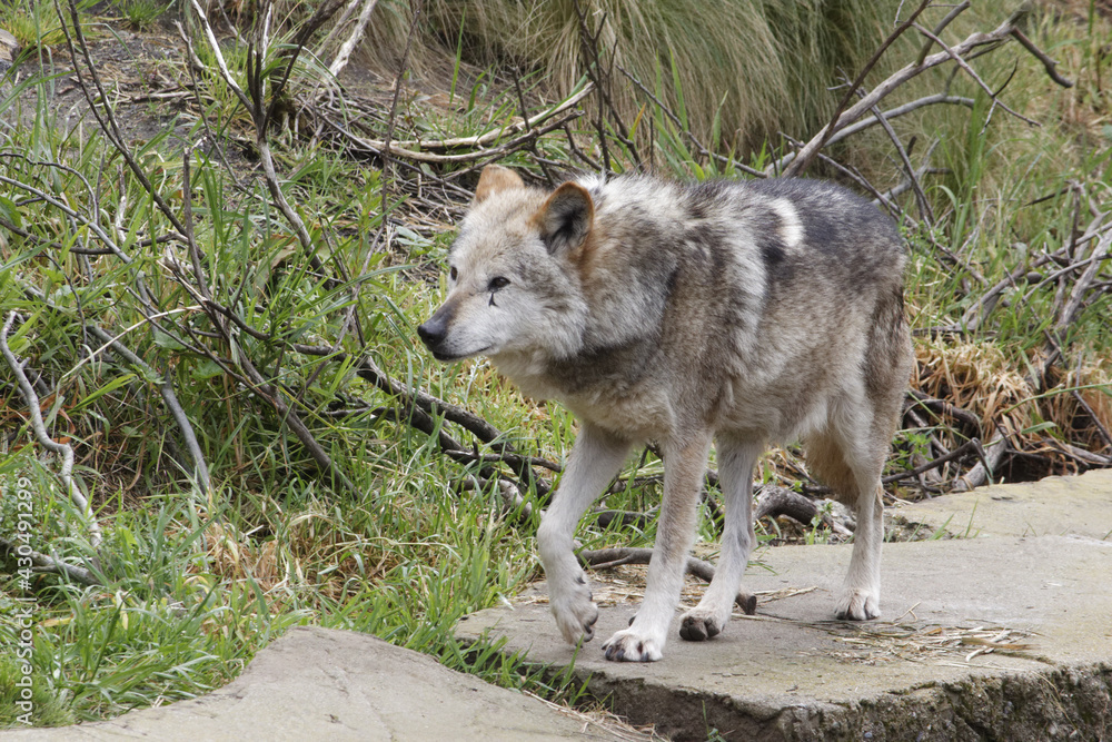Fototapeta premium Mexican Gray Wolf.