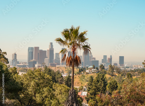 city skyline with palm tree