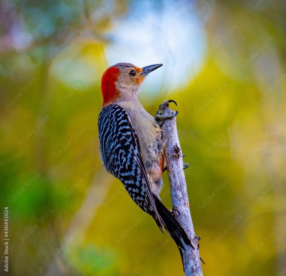 Fototapeta premium red billed kingfisher