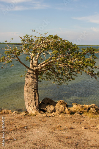 Boabab tree aka the Imbondeiro tree that can be found near and around Luanda,  Angola, Africa photo