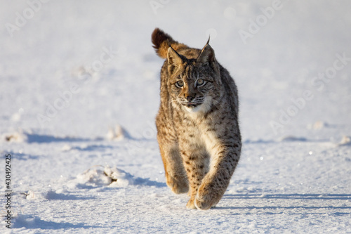 Lynx at frosty sunrise. Young Eurasian lynx, Lynx lynx, walks on snowy meadow in cold morning. Cute wild cat. Winter nature. Beast of prey in natural habitat. Beautiful animal with spotted orange fur.
