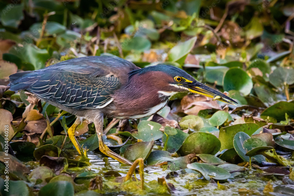 Close up green heron fishing in the pond