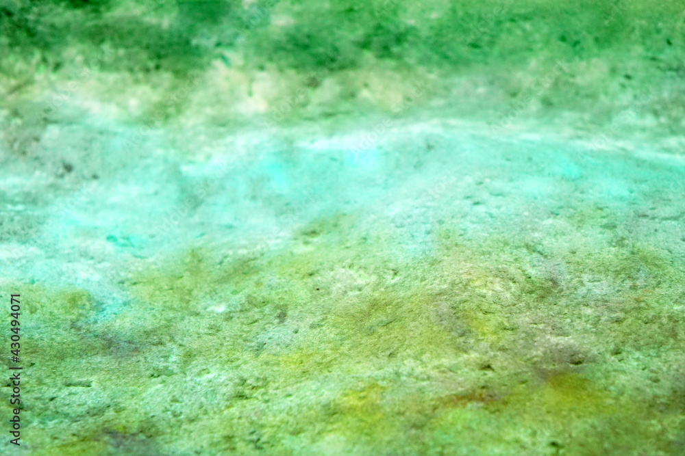 Blue green algae background and texture