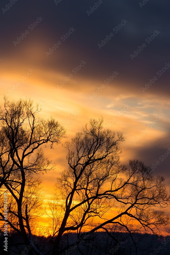 Colorful sunset behind the crowns of trees in winter