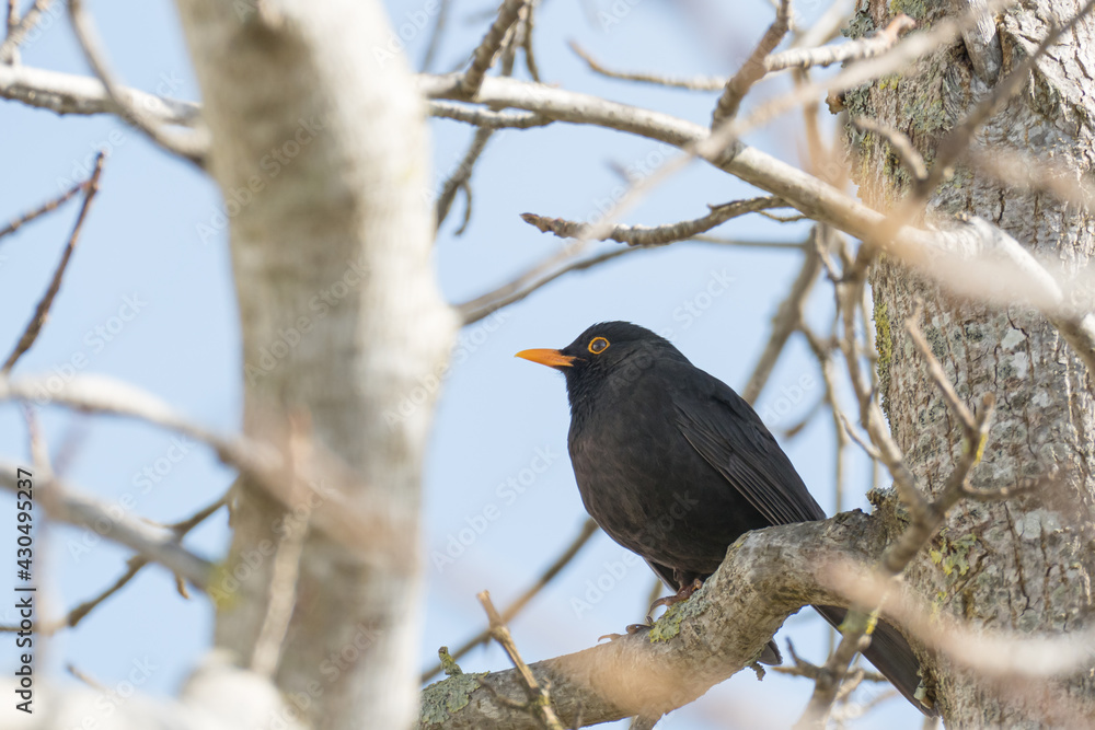 blackbird perched on a tree branch Turdus merula blackbird perched on a tree branch Turdus merula