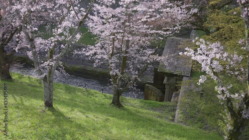 Cherry Trees Blooming over Biwako Sosui, Old Waterway Canal, Shiga Japan photo