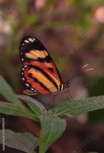 butterfly on a plant