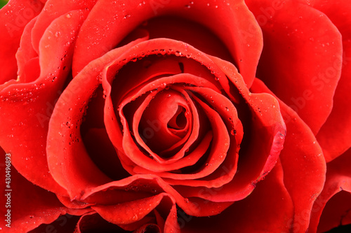 Stunning red rosebud with fresh water drops