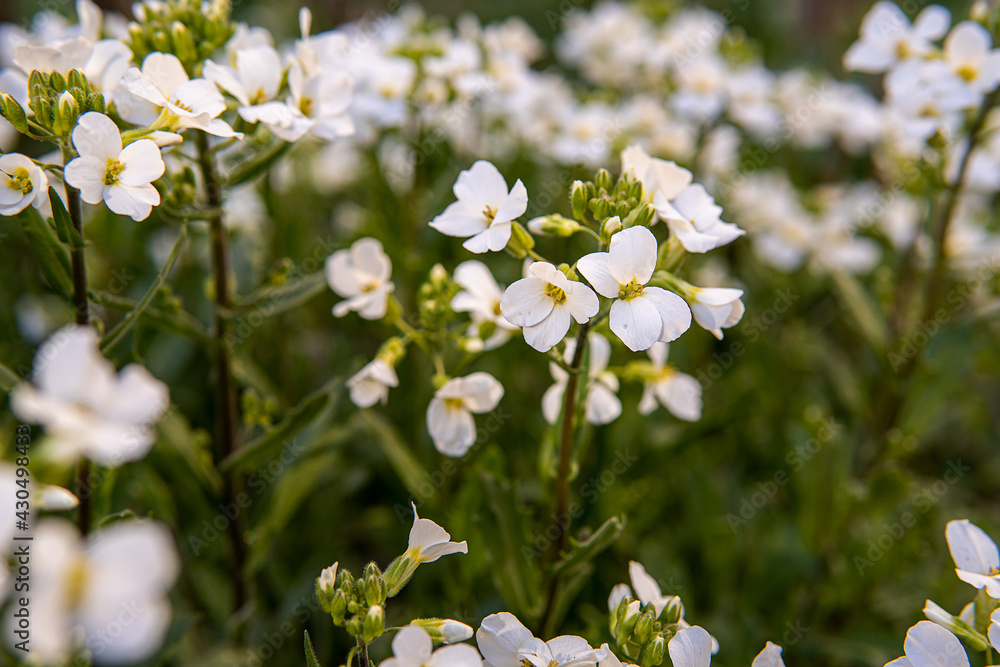 Anemonoides nemorosa wood anemone white flower in bloom, springtime flowering bunch of beautiful wild plants.