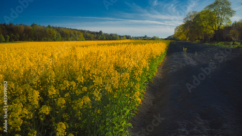 Stockholm Ekero - Aerial view of a Rapeseed field 20-04-01. High quality 4k footage photo