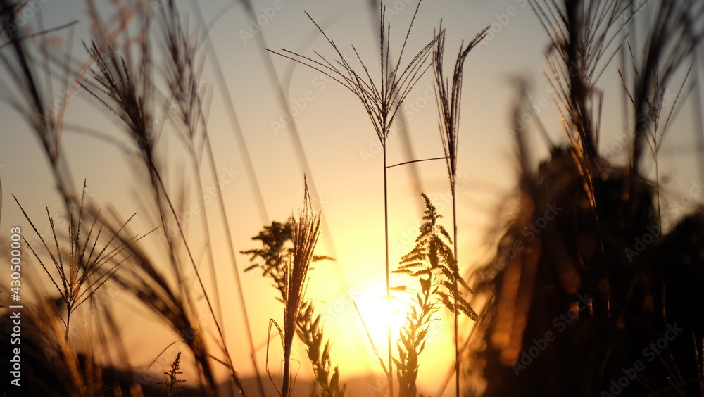 sunset in the field