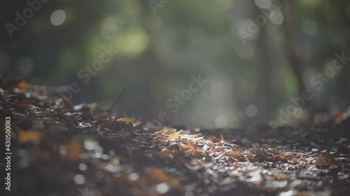 Impressive nature, forest scenery, fallen leaves blowing in the autumn breeze, light and shadow sway dynamically