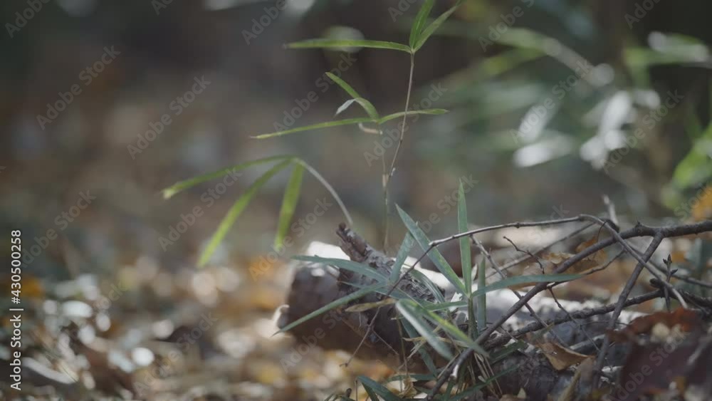 Bamboo leaves sway in the forest scenery, autumn, and the refreshing breeze Bamboo leaves sway in the forest scenery, autumn, and the refreshing breeze
