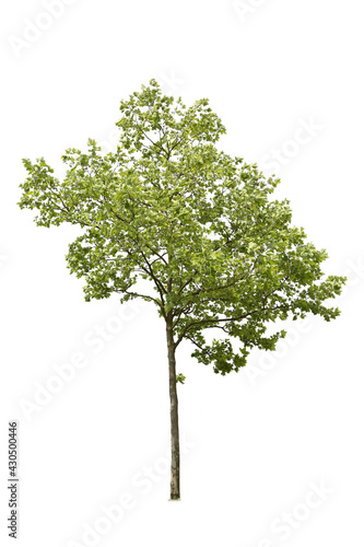 Single tree with green leaves cut out isolated on white background.