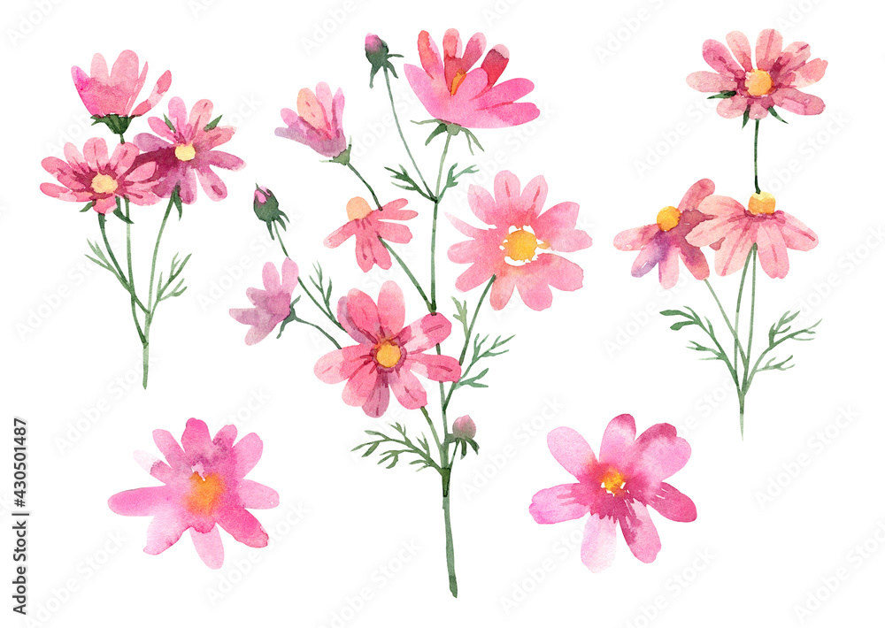 Pink Cosmos flower set. Hand drawn watercolor illustration on white background
