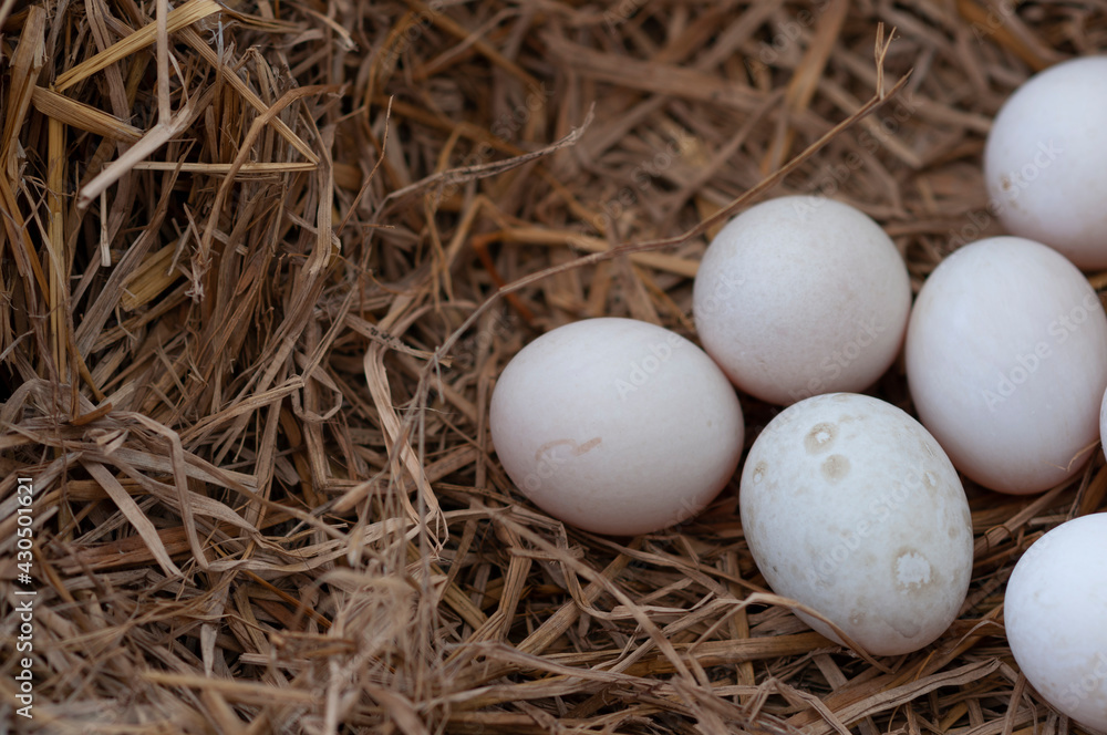 Group of fresh organic duck eggs in straw nest