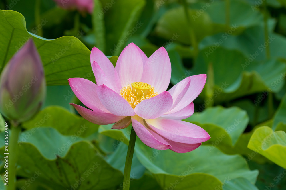 pink lotus flower pink lotus flower