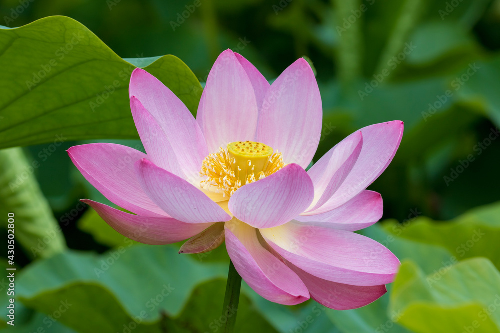 pink lotus flower pink lotus flower