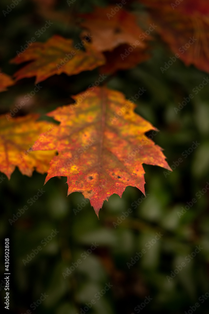 Tip of Multicolored Leaf In Fall Tip of Multicolored Leaf In Fall