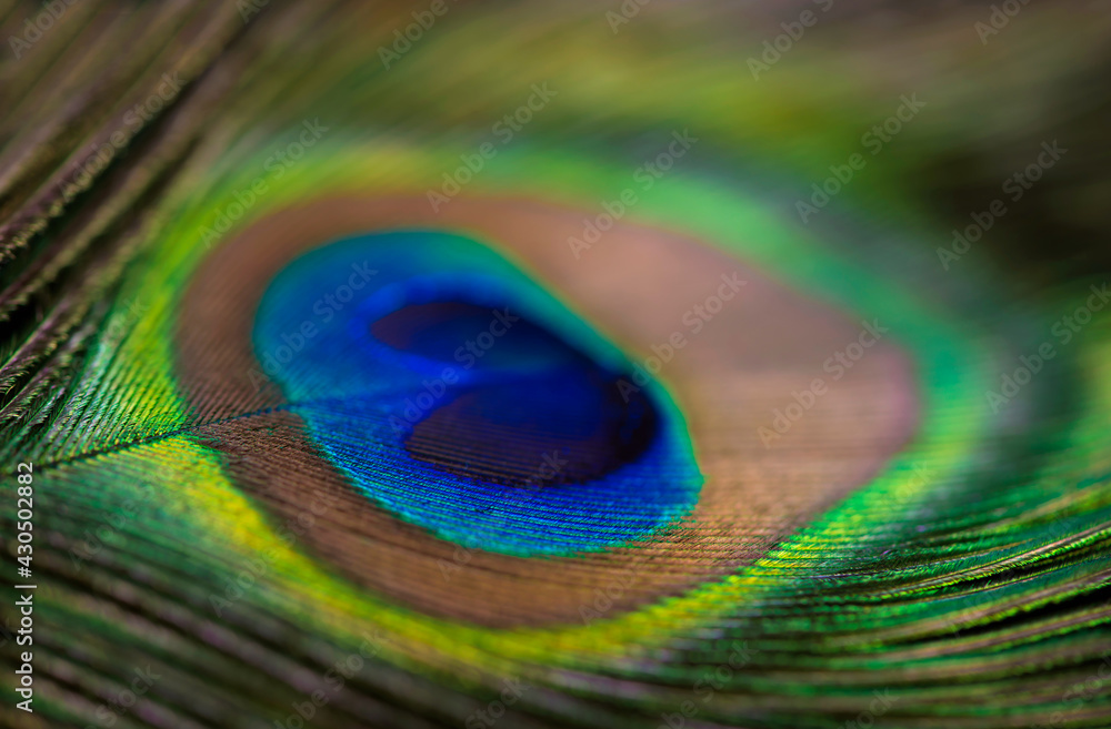 Fototapeta premium Close up of a Peacock feather filling the frame, bright animal background