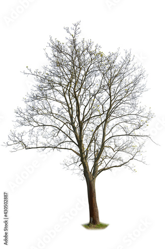 Leafless spring tree pre blooming  isolated on white background
