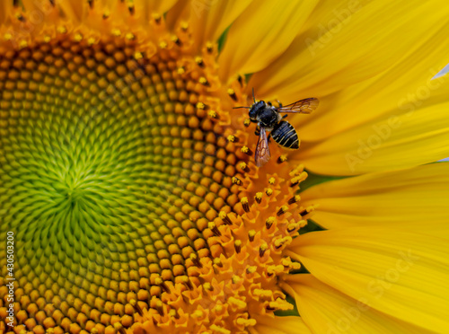 Bee in sunflower photo