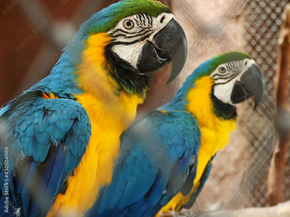 Macord parrot with round eyes, black mouth with blue, green, yellow feathers, white face.