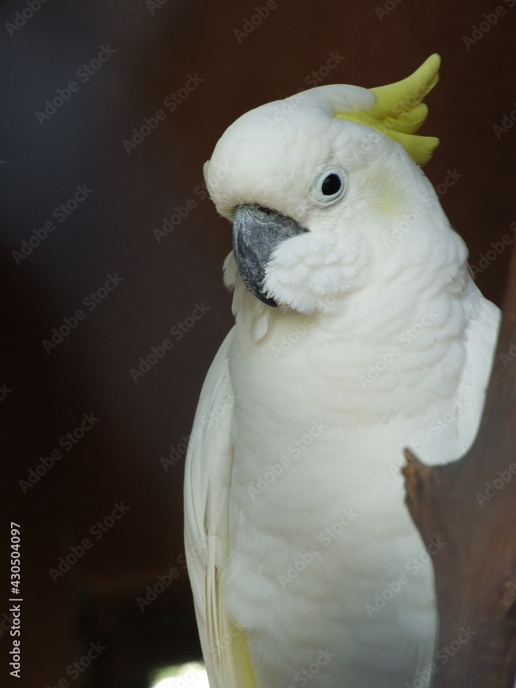 Yellow-Crested White-Crested Cockatoo Parrot Yellow-Crested White-Crested Cockatoo Parrot