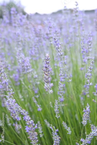 Field of Lavender, Lavandula angustifolia, Lavandula officinalis © Dana