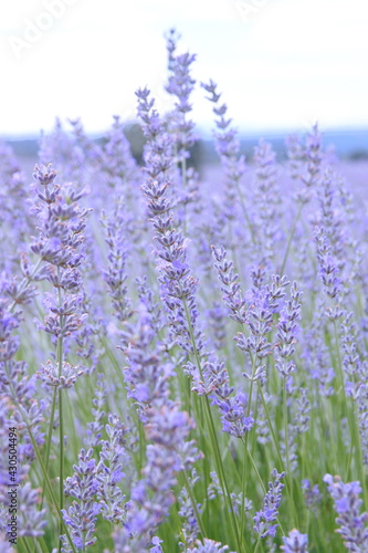 Field of Lavender  Lavandula angustifolia  Lavandula officinalis 