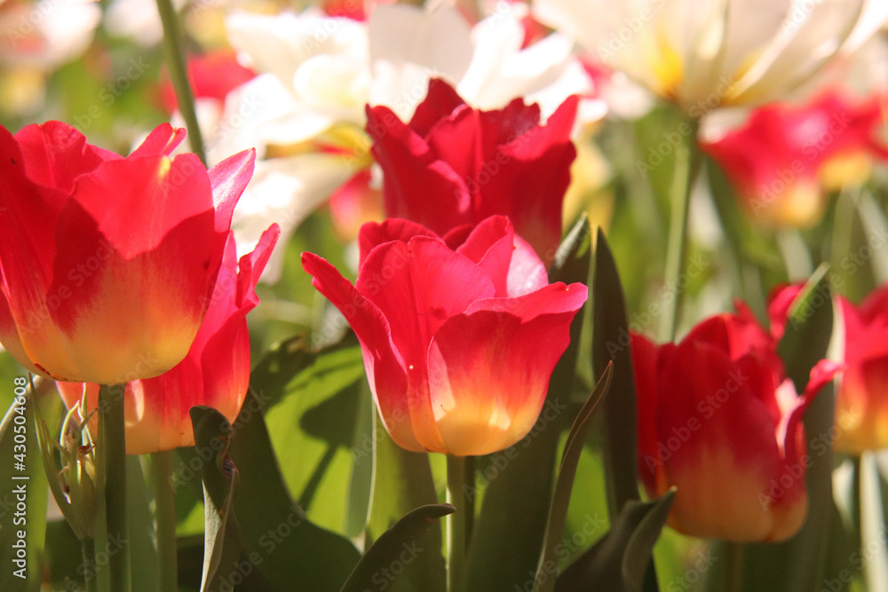 Fototapeta premium チューリップ 春 赤い 美しい 綺麗 かわいい 鮮やか 花壇 公園 カラフル 沢山