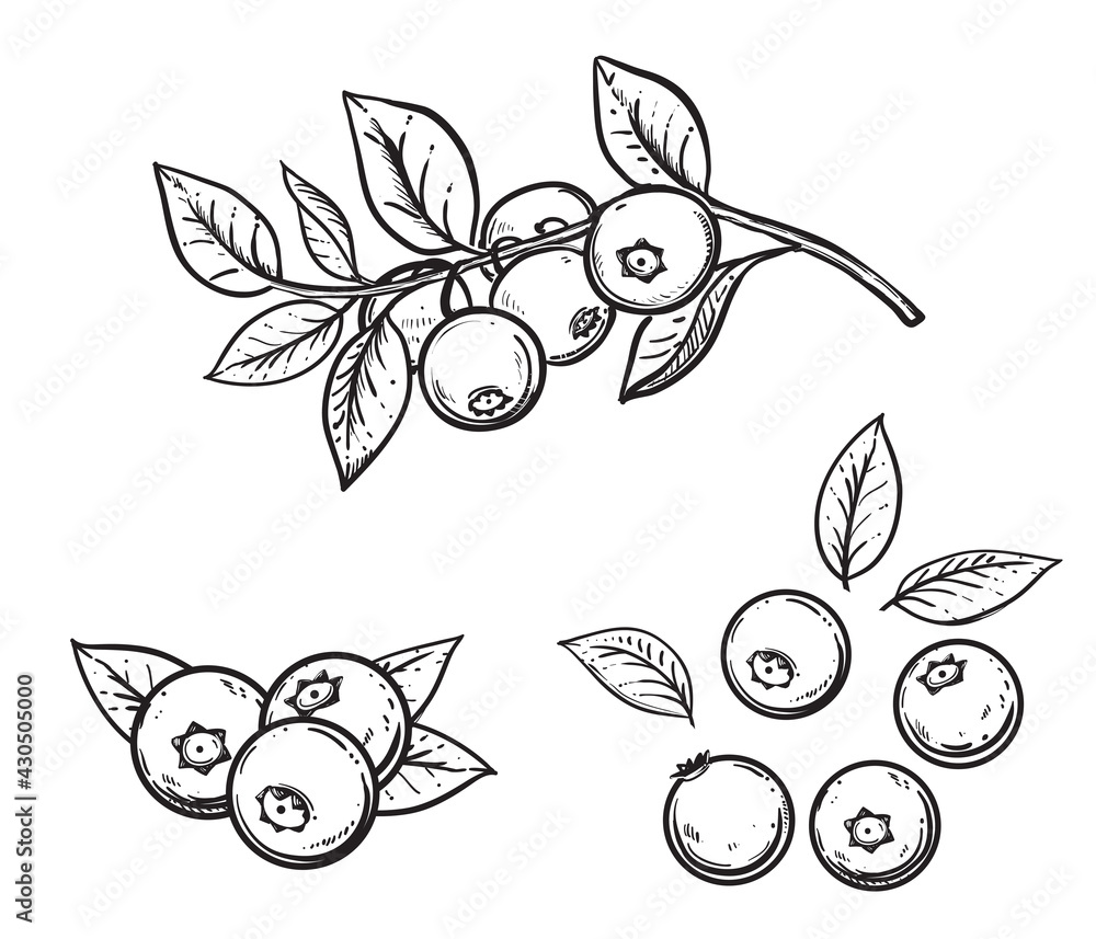 Φωτογραφία Hand drawn sketch black and white blueberry branch, fruit, leaf