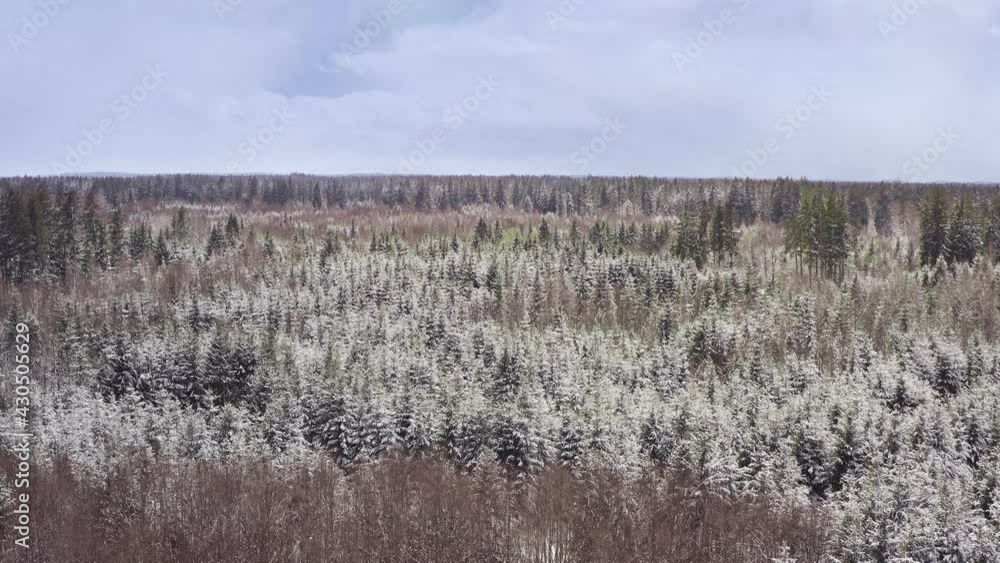 Snow flight over a snow covered and at some places still green forest from a drone flying forward over the idyllic but cold landscape Snow flight over a snow covered and at some places still green forest from a drone flying forward over the idyllic but cold landscape