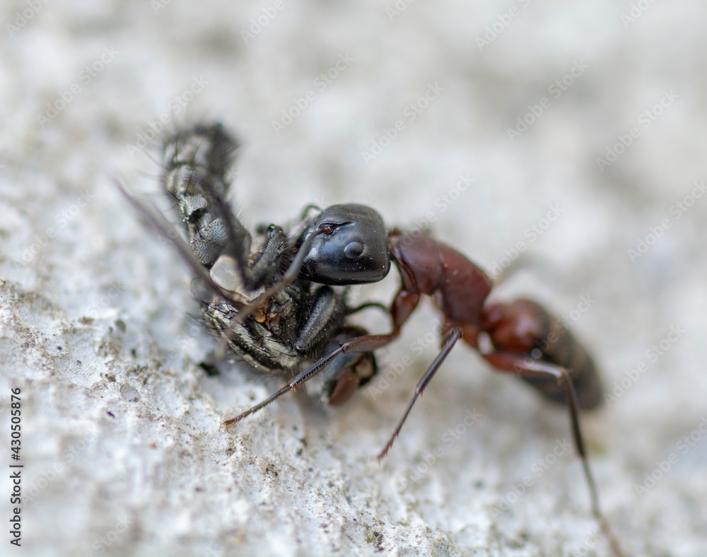 An Ant carrying a dead house fly on a concrete floor surface. Close up. Macro.